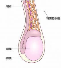 陰嚢 睾丸 キンタマの痛み 違和感 腫れ 痒み 東京泌尿器科クリニック上野